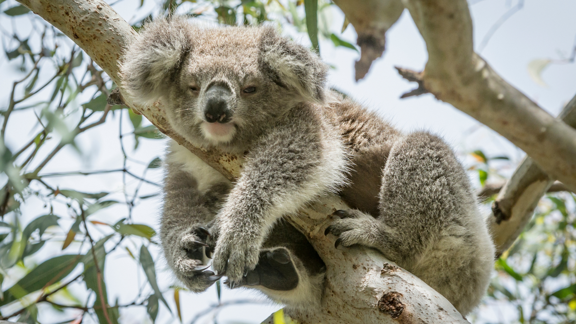 Koala resting in a eucalyptus tree along Great Ocean Road