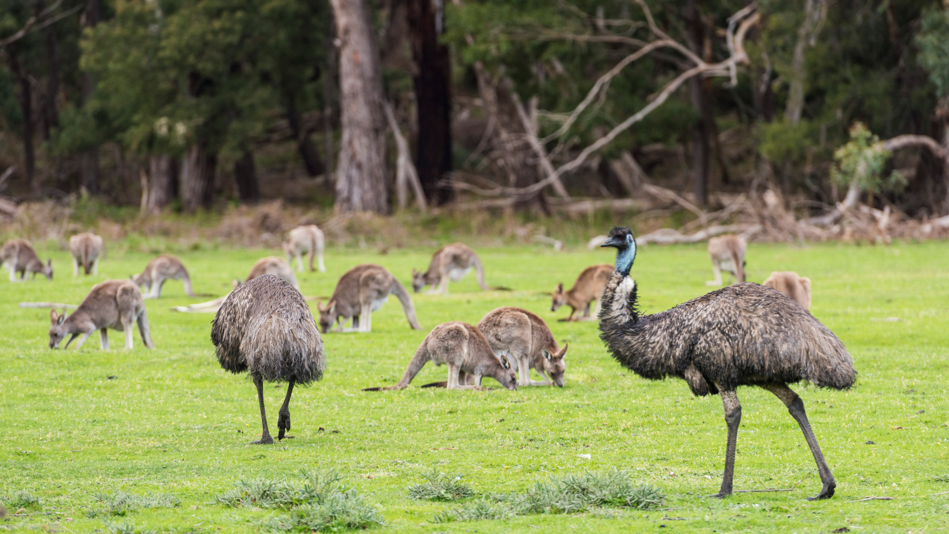 Emus and kangaroos grazing in Grampians National Park