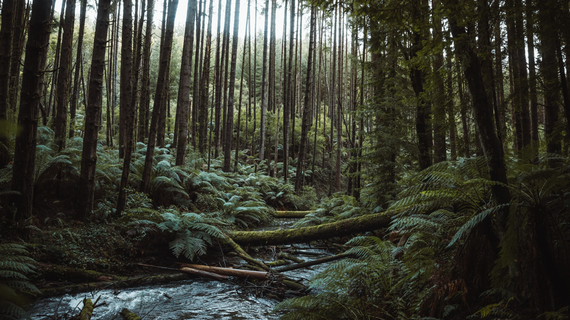 Tall forest canopy and stream in the Otways