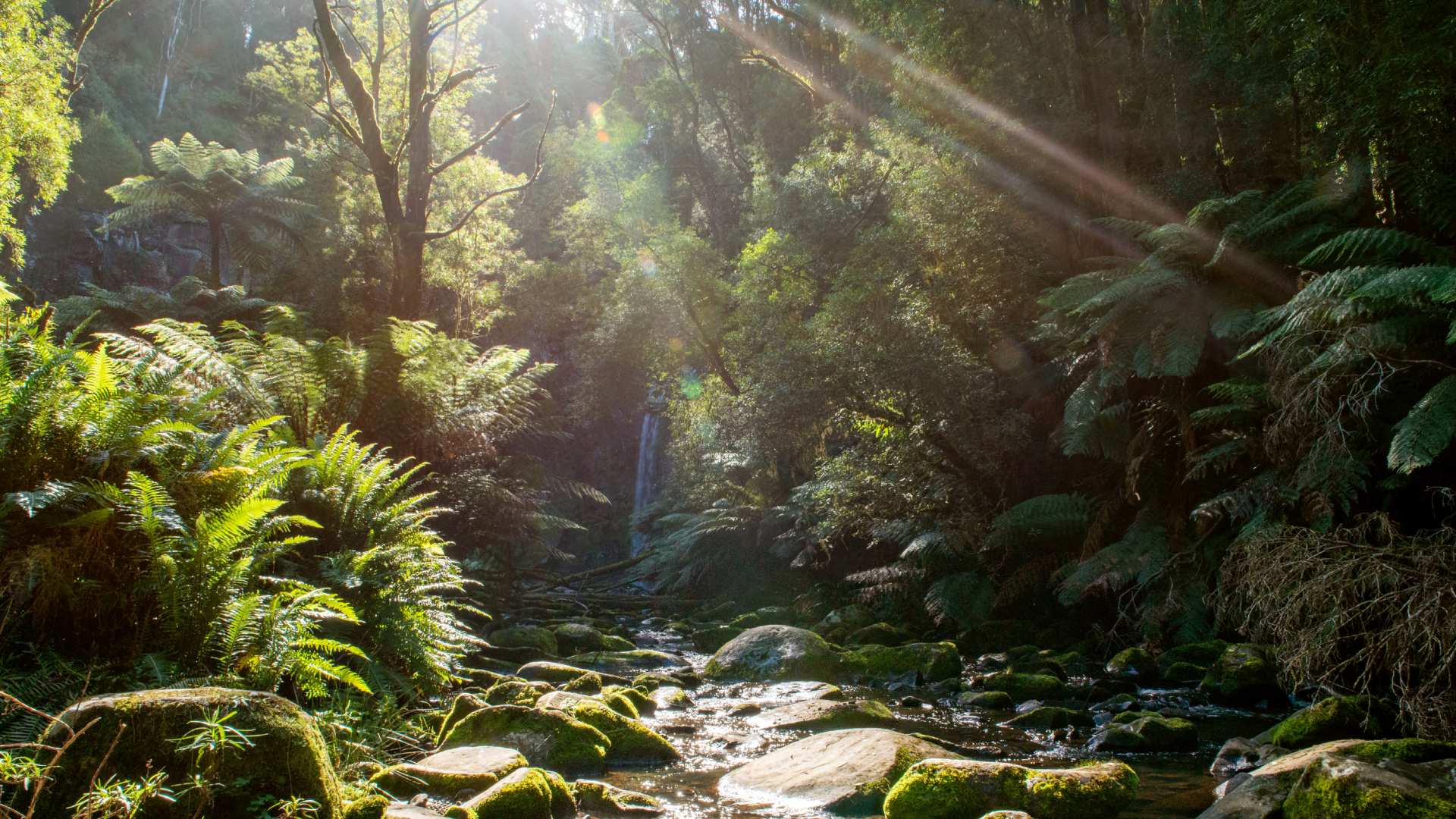Lush fern gully and waterfall in the Otways