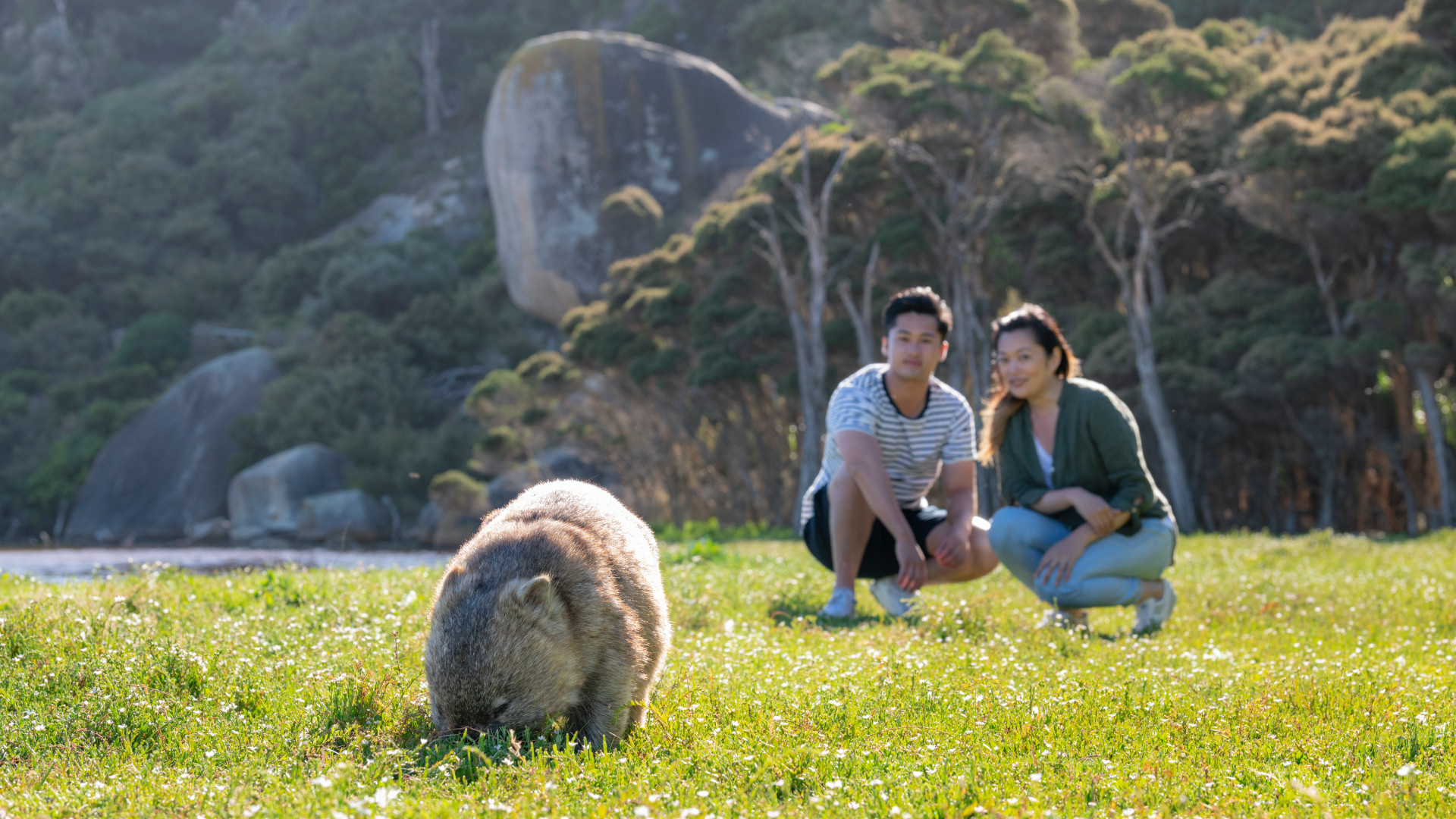 Wombat grazing near granite peaks at Wilsons Promontory